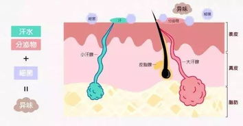 汗臭狐臭有多可怕 网友 腋下藏了个 化粪池 ...